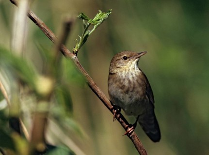 Locustella fluviatilis, river warbler, swirl, birds, song, male, passeri, singing, songbirds, birds