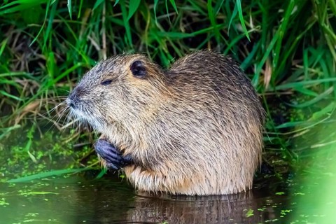 Animals, mammals, nutria, beaver rat, swamp beaver, tailed beaver, tailed rat, (Myocastor coypus),