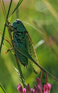 Decticus verrucivorus, grasshoppers, deciduous locusts, wart biters, ensifera, grasshoppers,