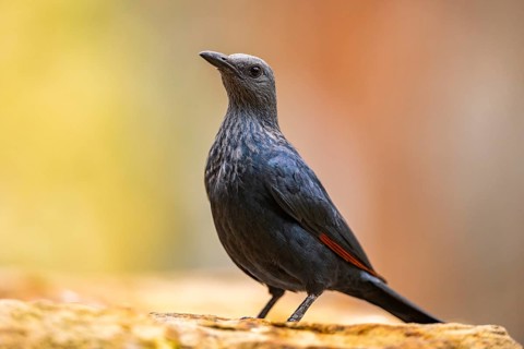 Red-winged starling (Onychognathus morio) standing on a rock, Germany