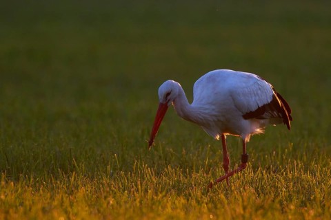 White Stork (Ciconia ciconia) foraging, North Rhine-Westphalia, Germany