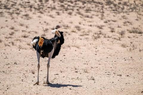 Common ostrich (Struthio camelus), Kgalagadi Transfrontier National Park, Northern Cape, South