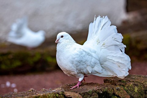 A white dove with magnificent feathers stands on a stone, blurred background, The white doves of