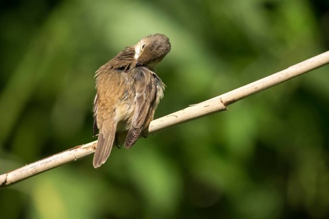 Acrocephalus scirpaceus, reed warbler, birds, plumage care, passeri, preening, songbirds,