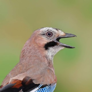 Eurasian Jay (Garrulus glandarius), calling, animal portrait, Wilnsdorf, North Rhine-Westphalia,