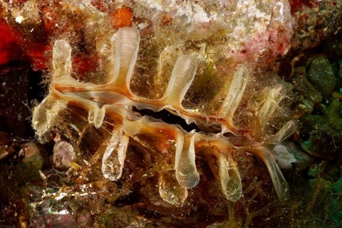 Spiny pinna (Pinna rudis), mussel, on a rock underwater, dive site at the Cap de Creus Marine
