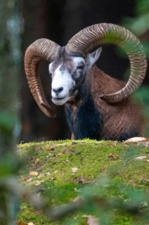 Artiodactyla, even-toed ungulate, mouflon, mouflon, mouflon, ovis gmelini musimon, cloven-hoofed,