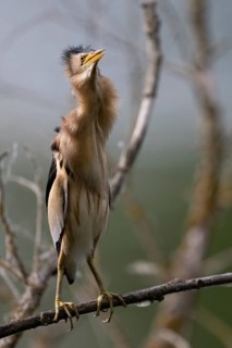Little Bittern (Ixobrychus minutus) in the reeds, Remich Lagoon, Luxembourg
