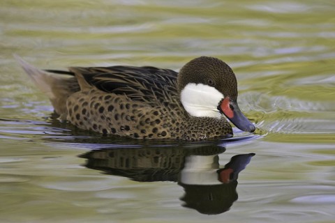 White-cheeked Pintail (Anas bahamensis), Arizona, USA