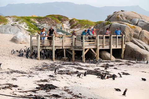 Tourists at the viewing platform for the penguin colony, spectacled penguin (Spheniscus demersus),