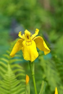 Marsh iris (Iris pseudacorus), yellow flower in a pond, Wilnsdorf, North Rhine-Westphalia, Germany