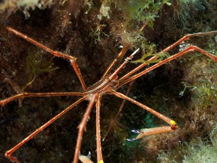 An orange-coloured crab, the Eastern Atlantic arrow crab (Stenorhynchus lanceolatus), in the