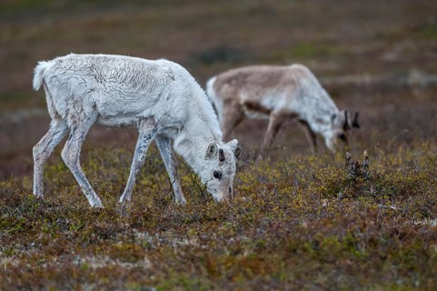 Artiodactyla, even-toed ungulate, Finland, cloven-hoofed, rangifer tarandus, reindeer, reindeer,