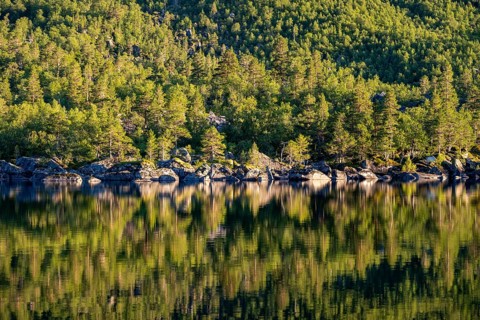 Forest in evening light, reflected in Lake Innerdalsvatna, Innerdalen High Valley, Trollheimen