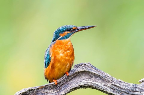 Common kingfisher (Alcedo atthis) sitting on an old wooden branch in late summer, wildife, Bavaria,