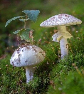 Amanita Citrina, Amanita Citrina var. Alba, Amanita Mappa, Delicate Amanita, False Death Cap,