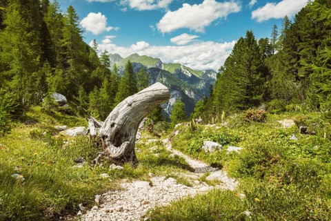 Scenic dirt hiking path winding through green alpine meadow weathered tree trunk pine forest
