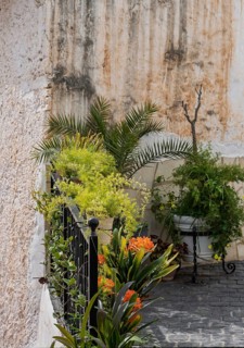 Various green plants in front of grid and house wall, Vinuela, Andalusia, Spain