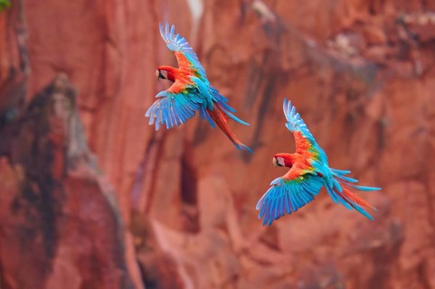 Two colourful parrots flying in front of a backdrop of reddish rocks, Green-winged Macaw, or Dark
