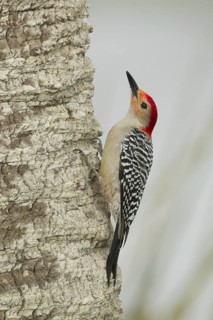 Red-bellied Woodpecker (Melanerpes carolinus) male climbing up tree, Florida, USA