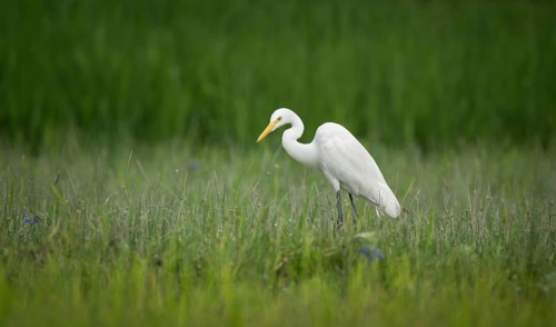 Great Egret (Ardea alba) standing in a green field, Sreepur, Gazipur, Bangladesh