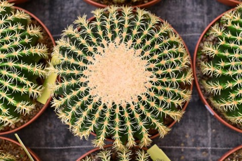 Top view of potted echinocactus grusonii cactus plant