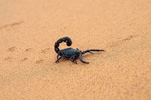 Black scorpion (Parabuthus villosus) running across sand, Namib Desert near Swakopmund, Namibia