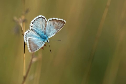 Lysandra coridon, polyommatus coridon, silverblue, silvergreen blue, butterfly, chalkhill blue,