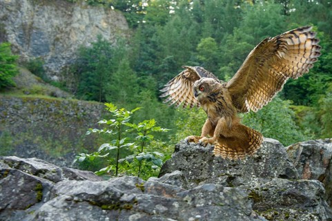 Eurasian Eagle-owl (bubo bubo) flying, Gerolstein, Rhineland-Palatinate, Germany