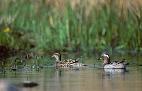Anas querquedula, garganey, chick duck, spatula querquedula, anatidae, birds, ducks, ducks, ducks,