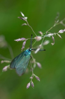 Adscita statices, ampfergreen ram, common green forester, green ram, butterfly, high size, portrait