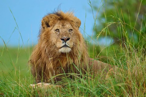 A lion sits in the thick grass of the savannah, surrounded by nature and a blue sky, lion (Panthera