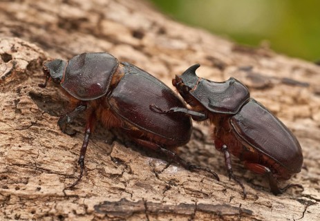 European rhinoceros beetle, rhinoceros beetle, oryctes nasicornis, rhinoceros beetle, beetle,
