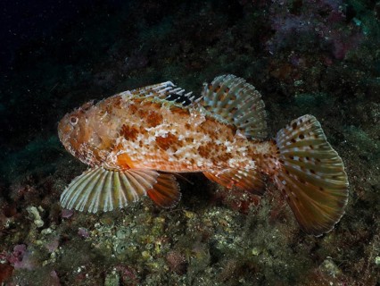 A scorpionfish, the red scorpionfish (Scorpaena scrofa), also known as the sea pig, with
