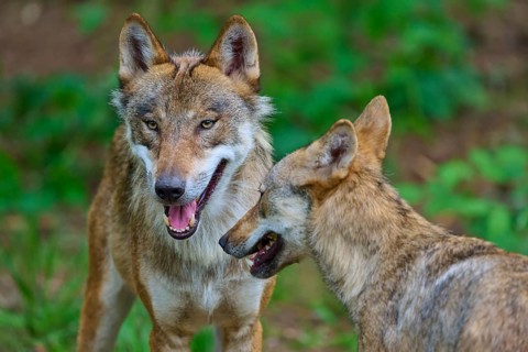 Two wolves in a green forest interact with one another and display various facial expressions,