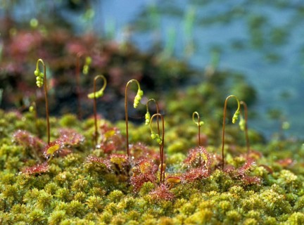 Brosswort, Bullwort, Drosera Rotundifolia, Droseraceae, Lord Spoon, Sky Spoon, Sky Dew, Round Leaf