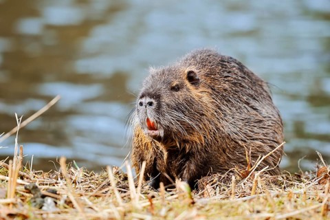 Nutria or swamp beaver (Myocastor coypus) on the shore, North Rhine-Westphalia, Germany, Neozoon in