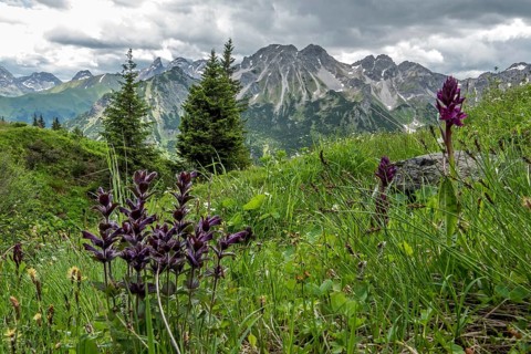 Meadow with Alpine Bartsia (Bartsia alpina), Fellhorn, with the mountains of the Allgäu Alps in the