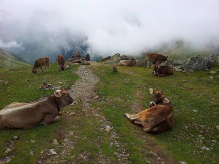 Cows (bos) resting on a mountain path, surrounded by fog and green grass, E5, hiking in the Alps,