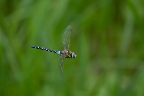 Migrant hawker dragonfly (Aeshna mixta) adult insect flying over a pond in summer, Suffolk,