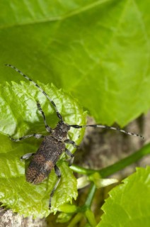 Lindenbock, Oplosia cinerea, Oplosia fennica, deadwood linden buck, beetle, coleoptera, high size,
