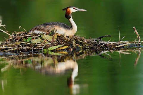 Great Crested Grebe (Podiceps Scalloped ribbonfish) sitting on its nest, North Rhine-Westphalia,