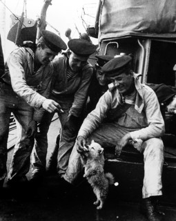Navy. A small dog as a mascot for the sailors, Northern Front, Murmansk, Soviet Union 1942 J.