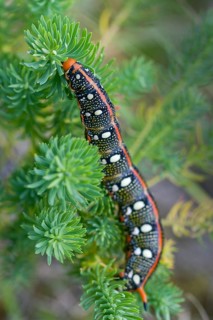 Hyles euphorbiae, milkweed swarmer, butterfly, high size, portrait, inchworm, insects, moths,