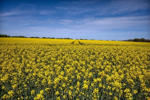 Rape field in bloom (Brassica napus), Hetzles, Upper Franconia, Bavaria, Germany