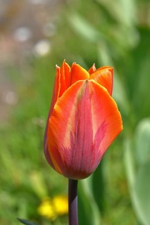 Tulip (Tulipa), flower orange colour in a flower bed Wilnsdorf, North Rhine-Westphalia, Germany
