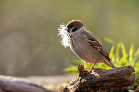 Tree sparrow, Passer Montanus, sparrow, tree sparrow, birds, feather, nest building, passeri,