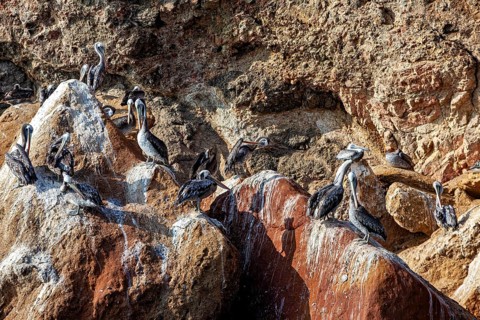 Pelicans resting on a rocky cliff, exposed to the sun-drenched rock faces, a peaceful scene of