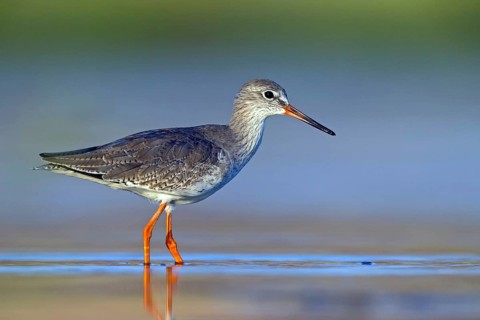 Redshank, (Tringa totanus), Animals, Birds, Snipe family, Raysut, Salalah, Sohar, Oman