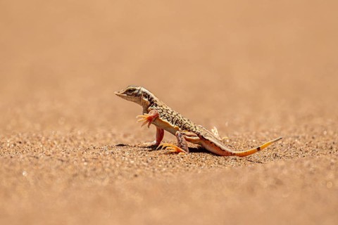 Shovel-nosed lizard (Meroles anchietae), in the sand, stretching its legs in the air to cool off,